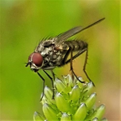 Hylemya sp.